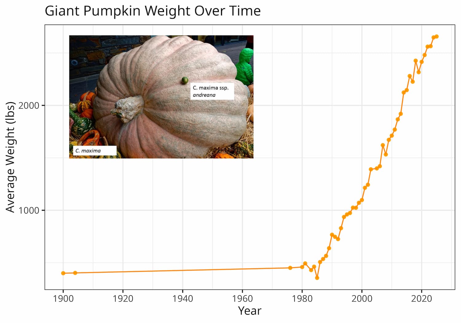 Illustration of giant pumpkin gains